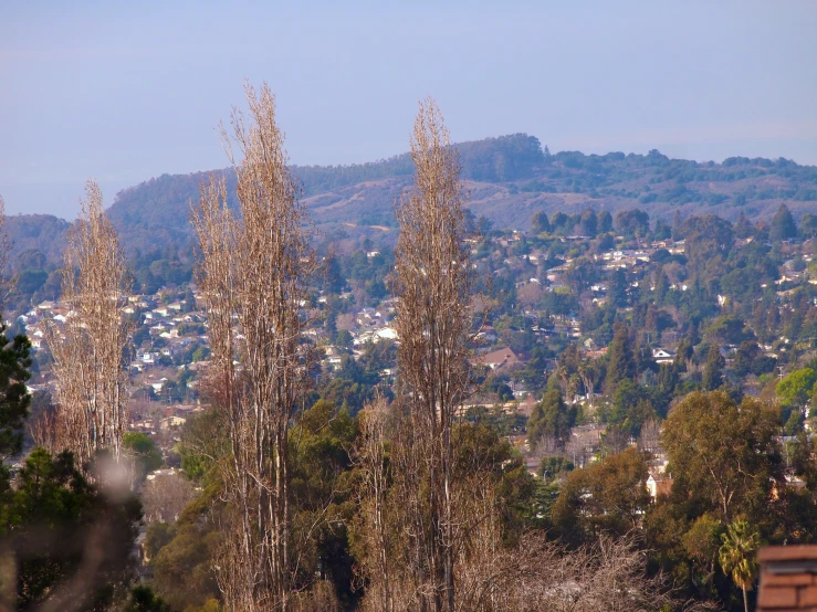 trees are shown next to a large hill