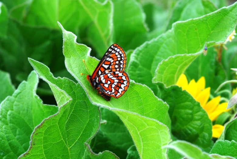 an orange and white erfly on green leaves