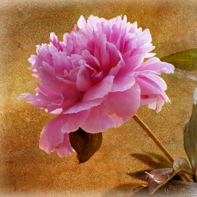 a single pink peony on a brown background