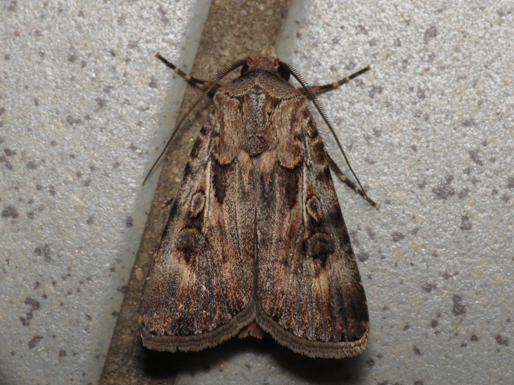 closeup of a moth on the floor