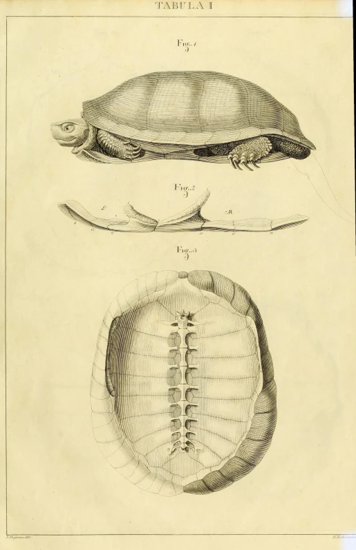 two drawings on paper one shows an open shell, the other shows a small fish