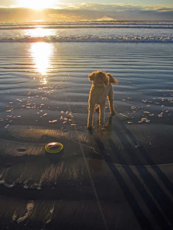 there is a dog on the beach at sunset