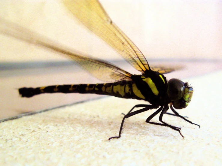 a small insect is standing up against a wall