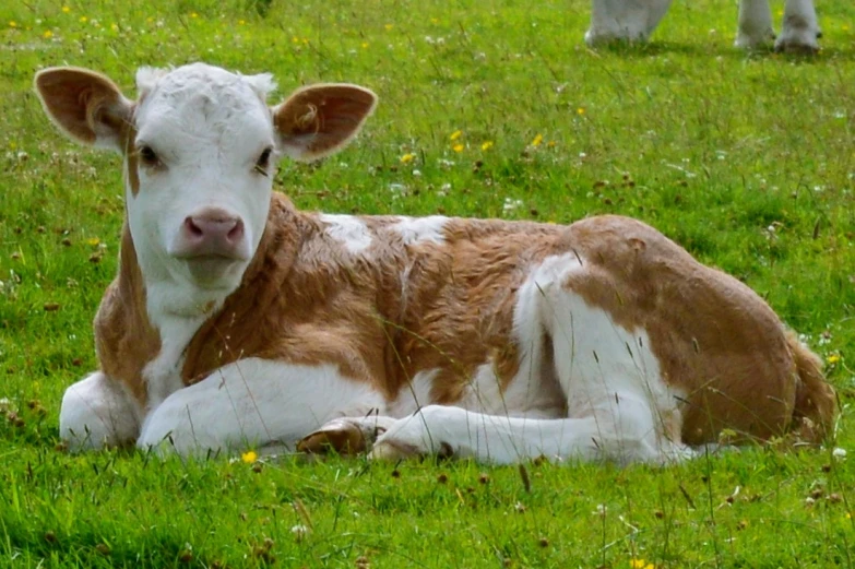 a brown and white cow is laying down on the grass
