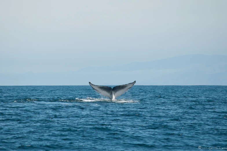 a gray whale is leaping out of the water