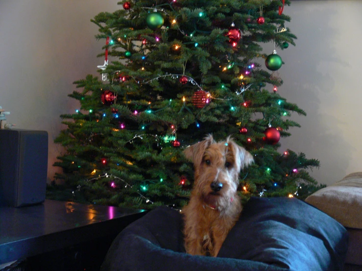 a dog sits on a bag under the christmas tree