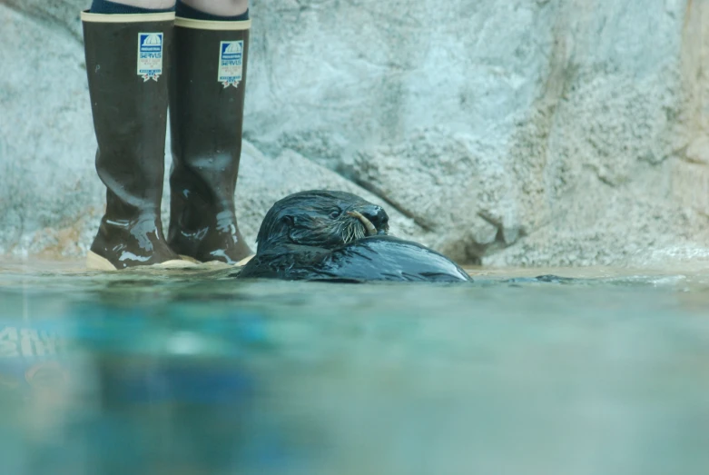 a black animal swimming in the water near a rock