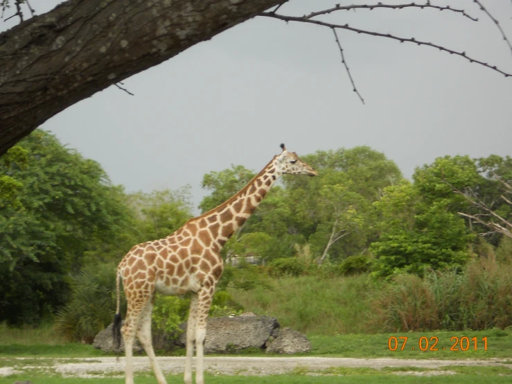 the large giraffe is standing under the tree