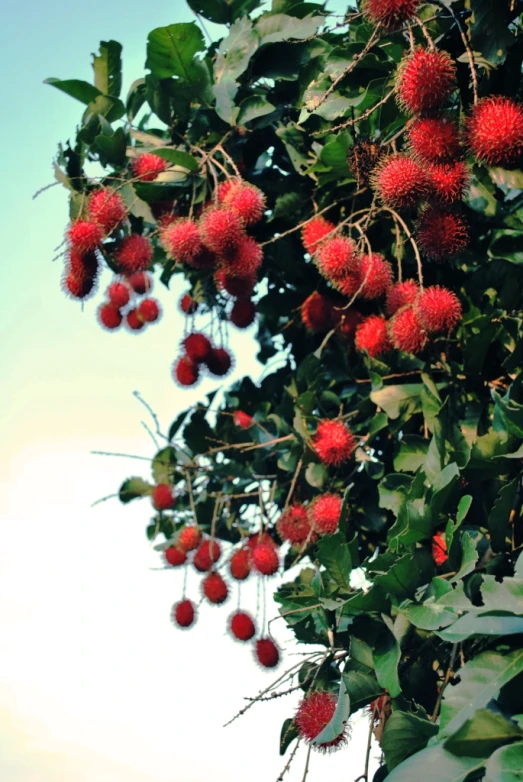 berries growing on the nches of trees in front of blue sky