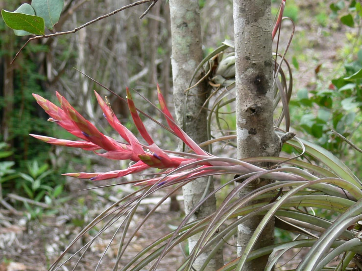 a tree with red and yellow flowers is on the ground