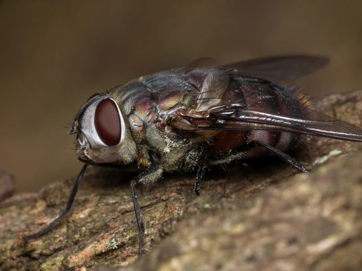 a fly with a black and brown face is perched on the trunk