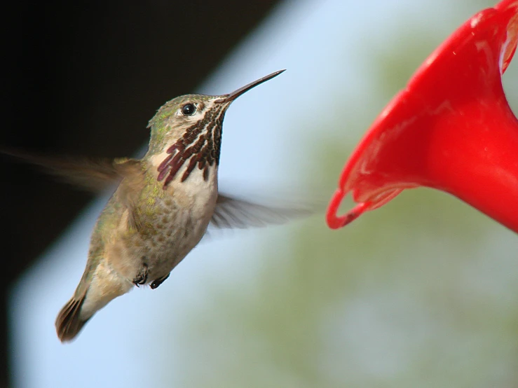 there is a hummingbird that is flying away