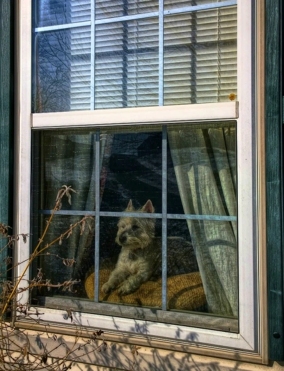 a cat that is sitting in a window sill looking out