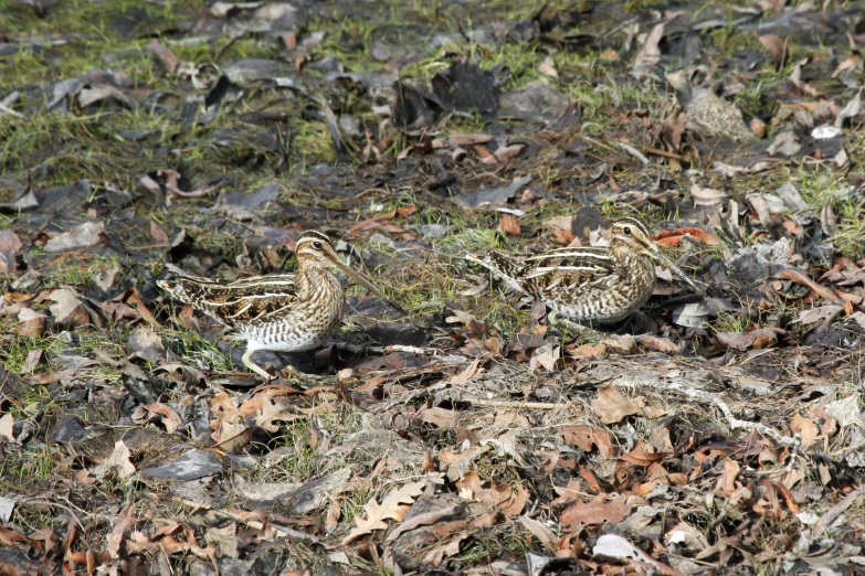 two bird walking in some dry grass and leaves