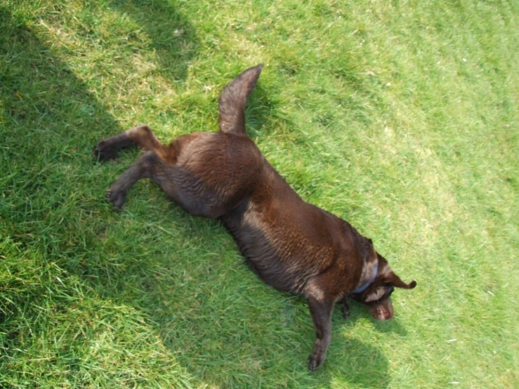 a brown dog laying in the grass looking up