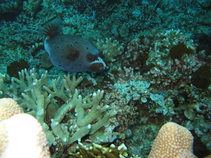 an underwater view of the corals and sea creatures