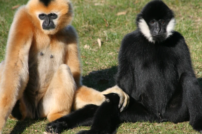 two monkeys sitting on the ground next to each other