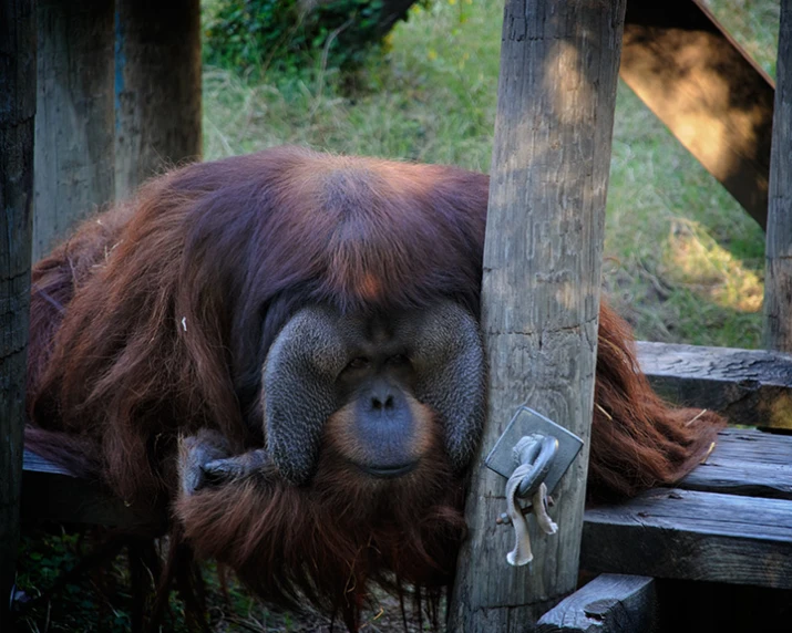 a very cute and furry animal laying on the ground