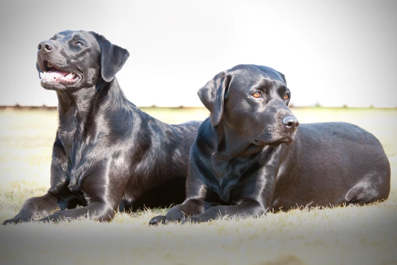 two large black dogs sit in the grass