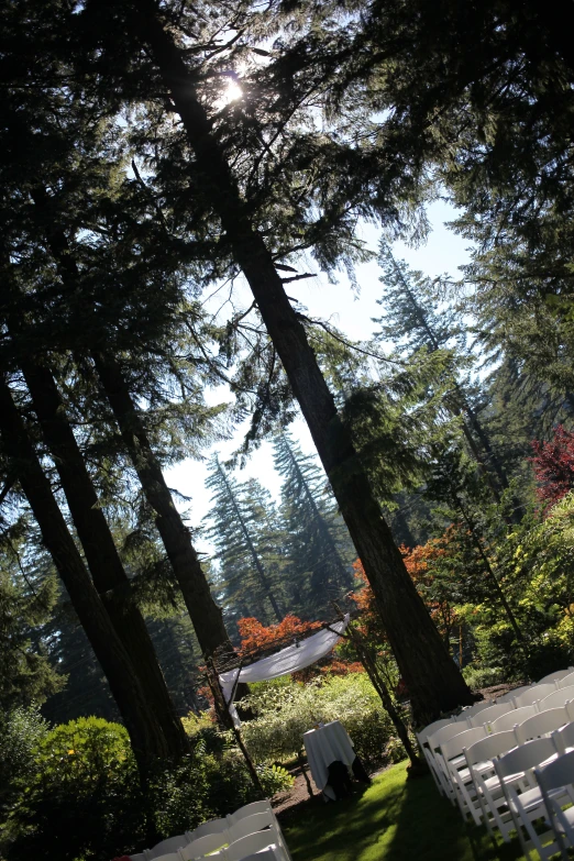 many chairs and trees in a park setting