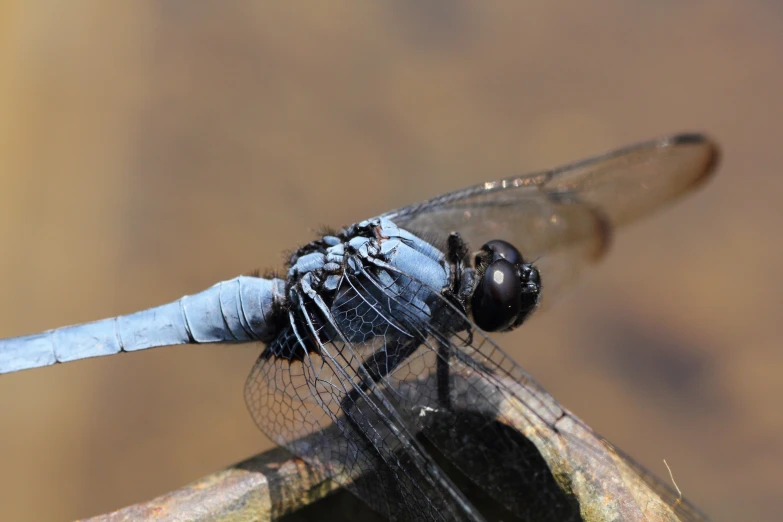 a dragon fly perches on top of a stick