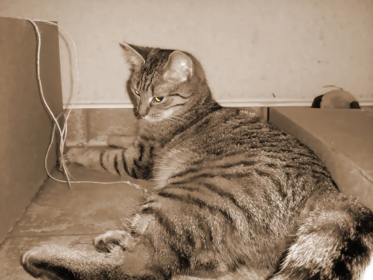 a cat that is sitting in a box