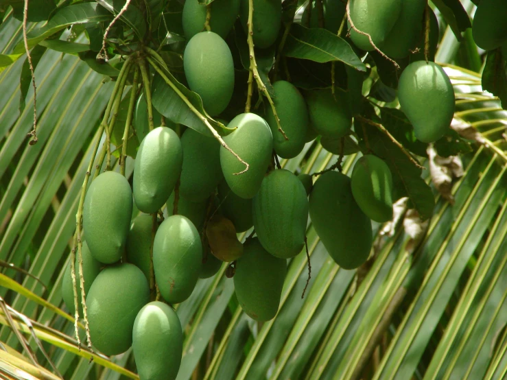 a close up of a bunch of fruit on a tree