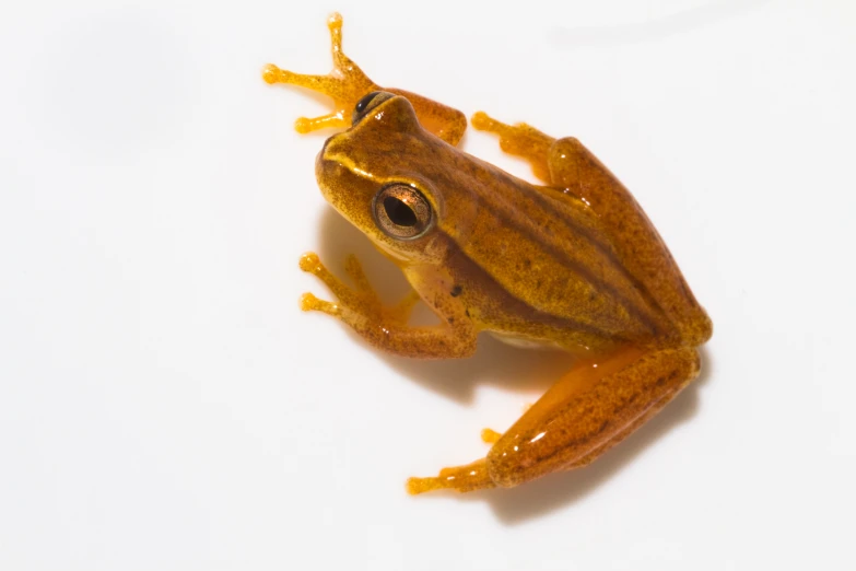 a very cute small frog with a shiny finish on his face