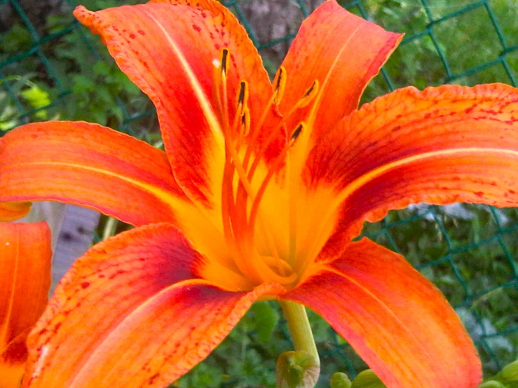 a very bright orange lily sitting on a bed of green leaves