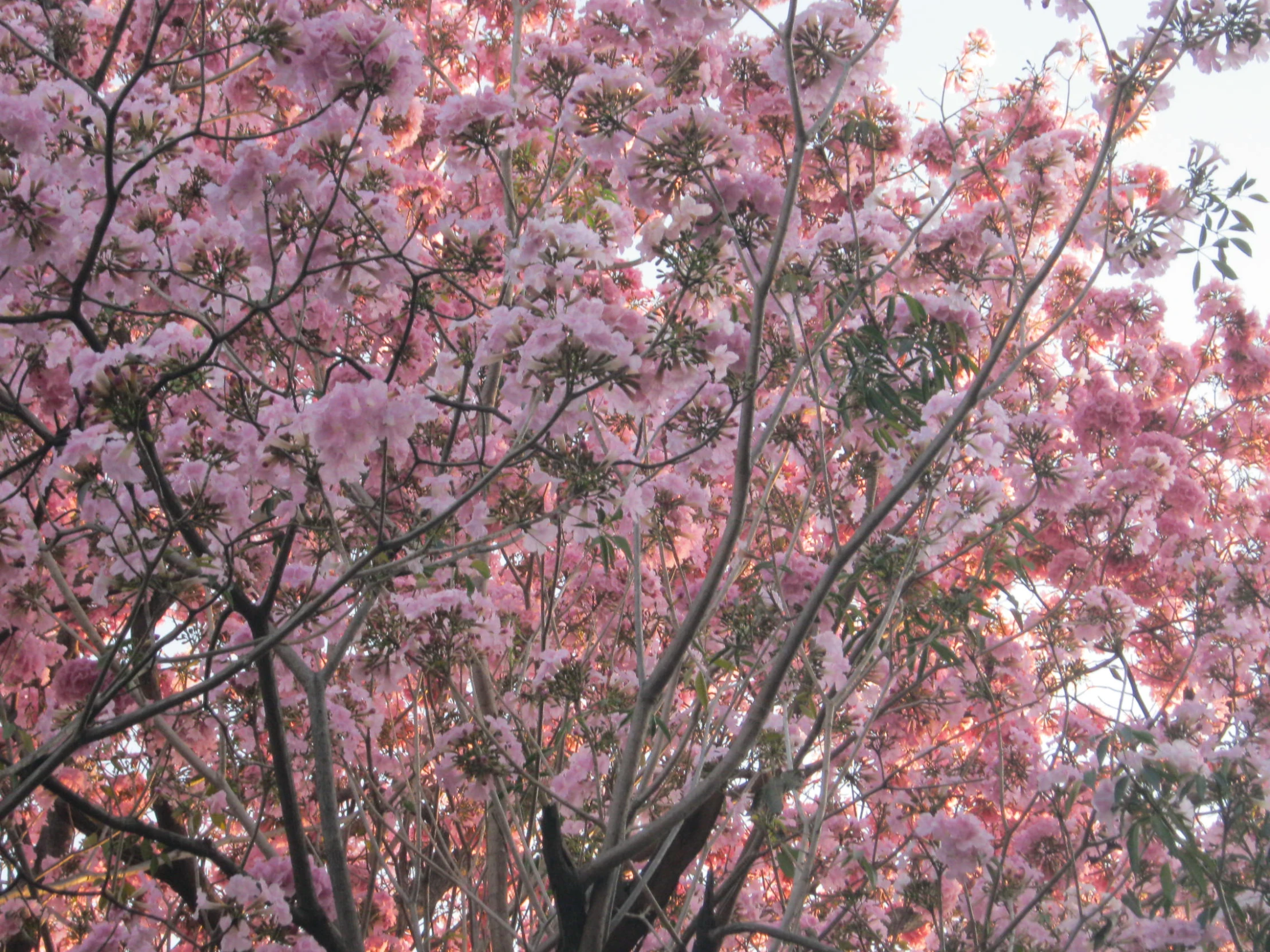 a red umbrella in front of a tree with purple flowers