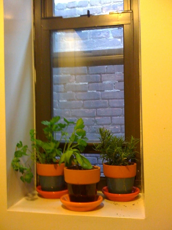 an assortment of potted plants on a windowsill