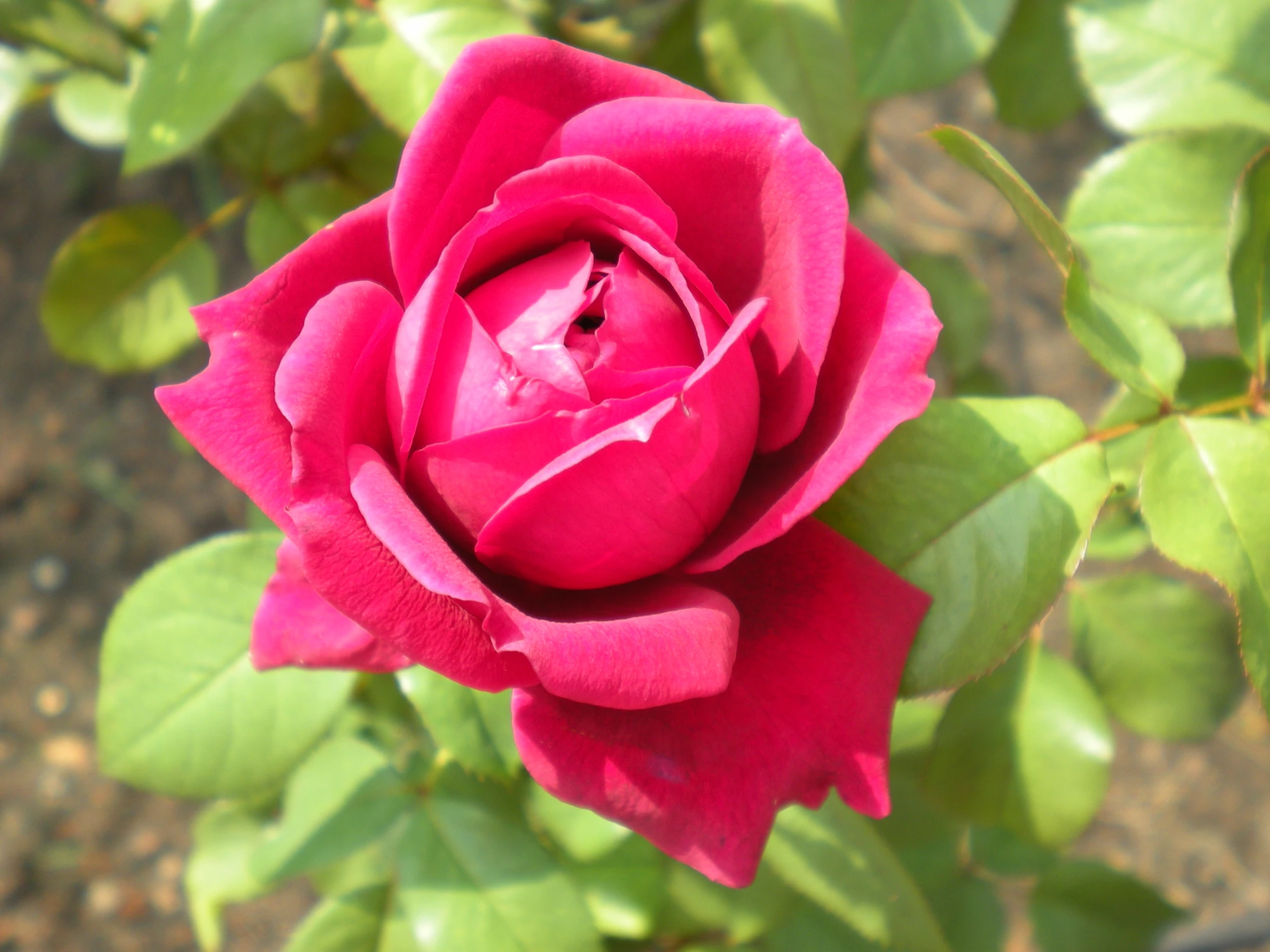 a large red rose with green leaves