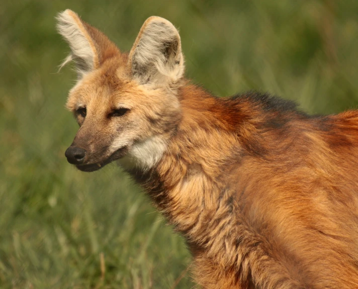 an orange fox is shown sitting in the grass