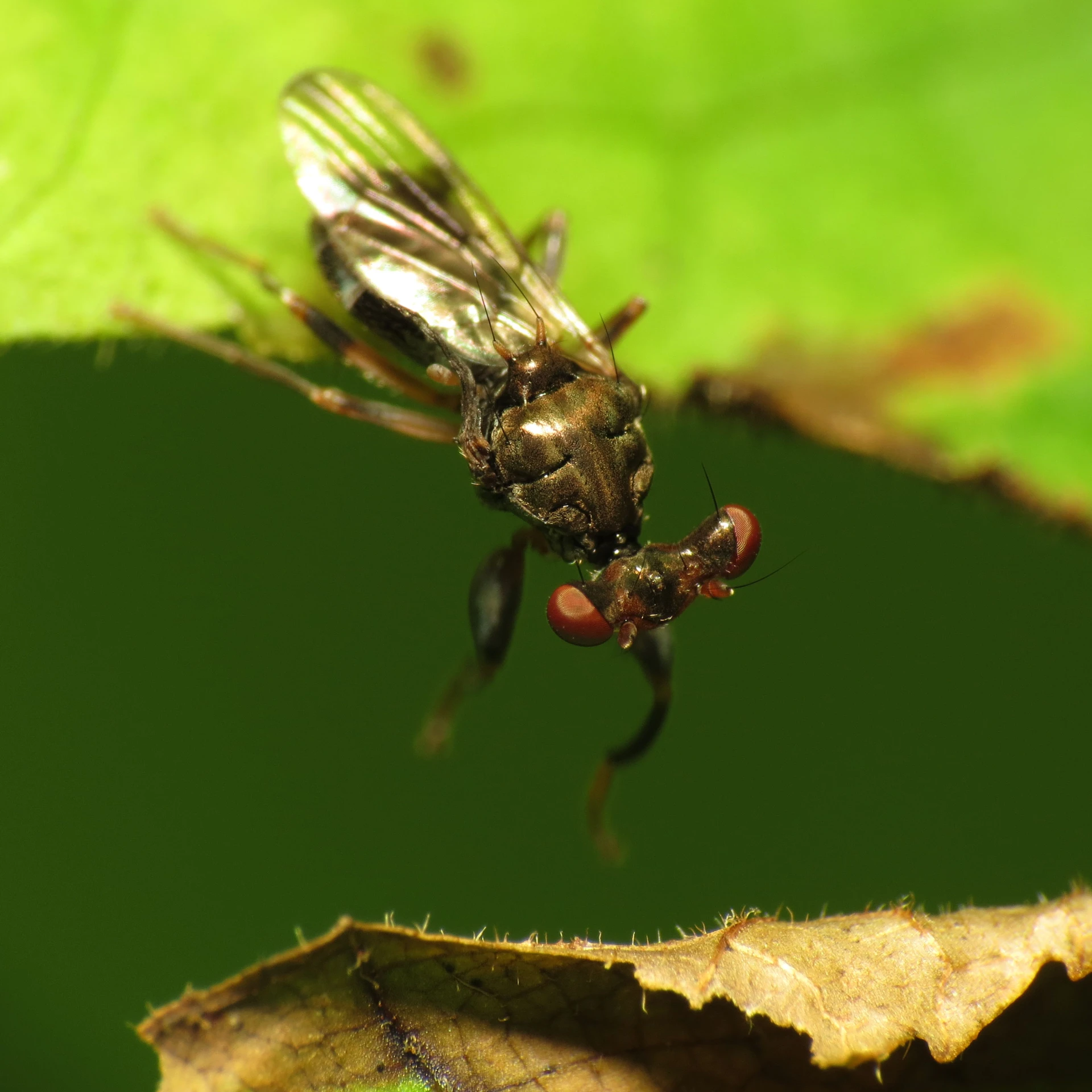 a macro s of the underside of a small fly insect