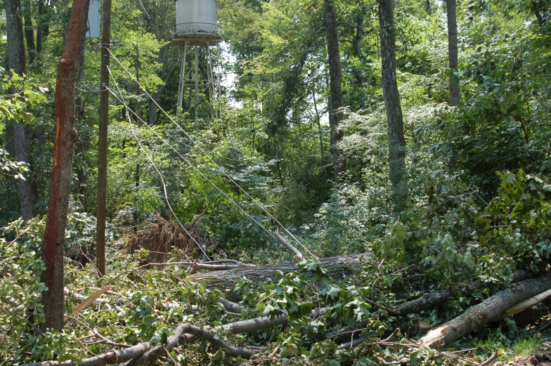 birdhouse built on tree in middle of forest