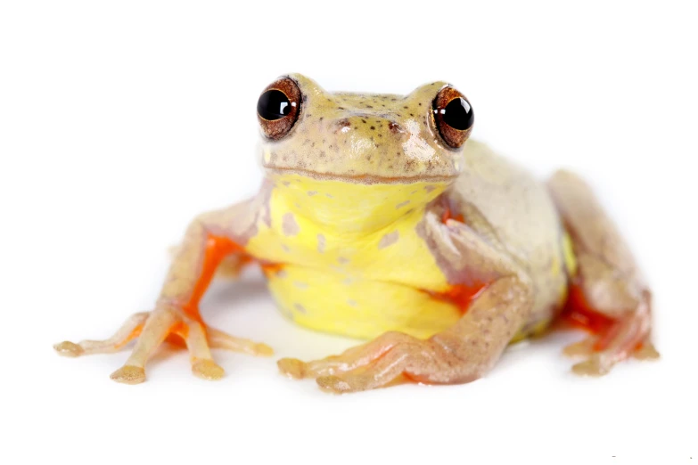 a frog is sitting on a white background