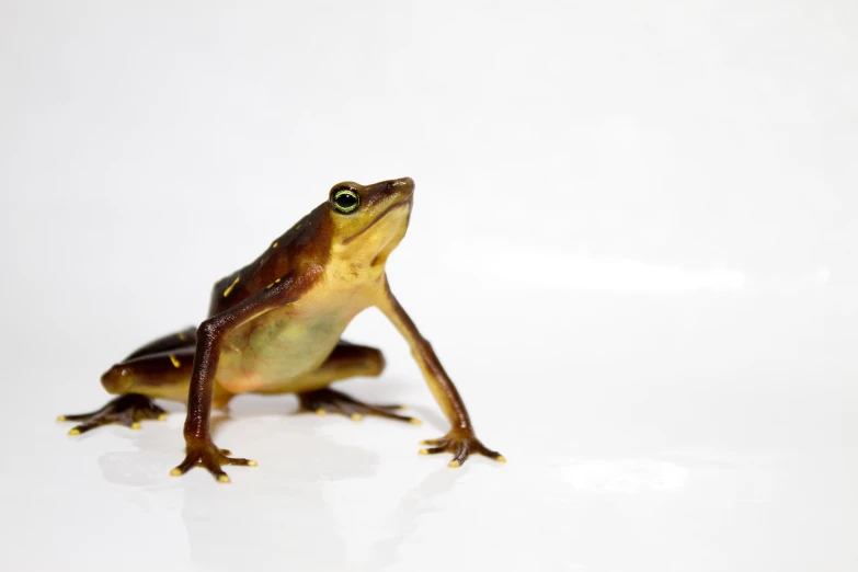 the frog is posed on its hind legs for a picture