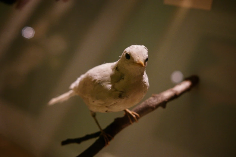 small bird perched on the end of a small tree nch