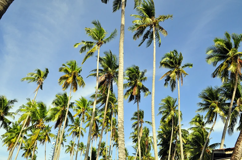 many palm trees on a clear day with some clouds