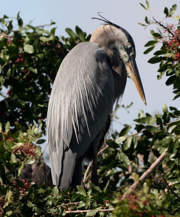 a large bird is standing on a nch