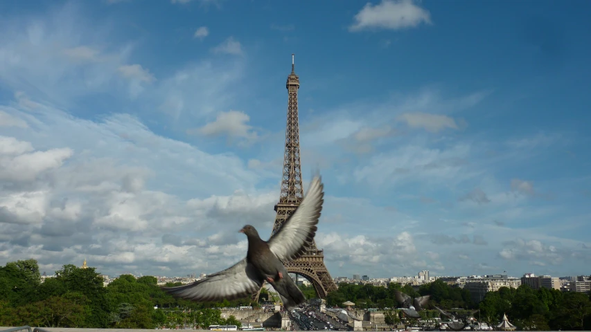 a large bird flying in front of the eiffel tower