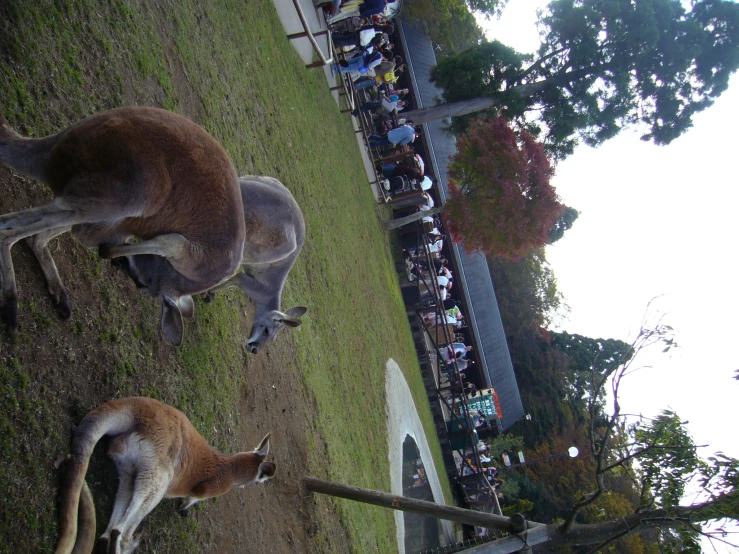 two kangaroos on the grass near a small pond