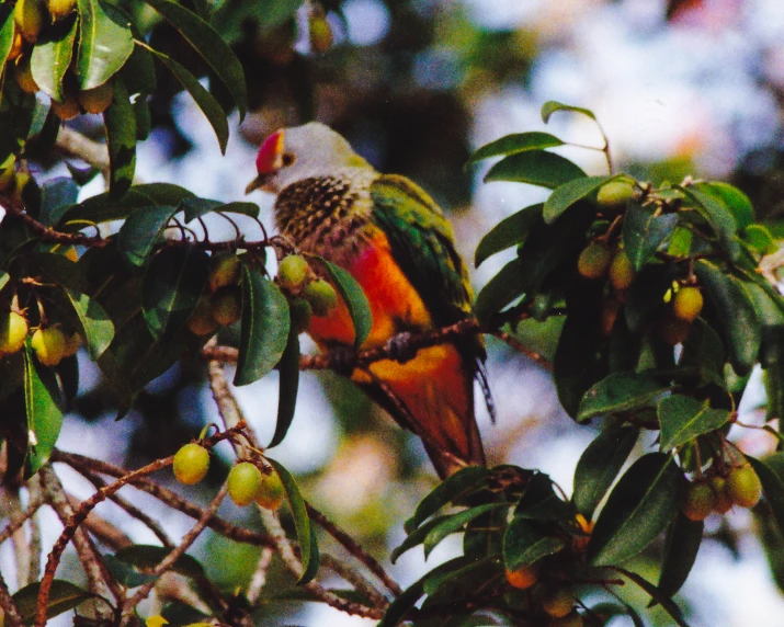 bird perched on tree nch looking around