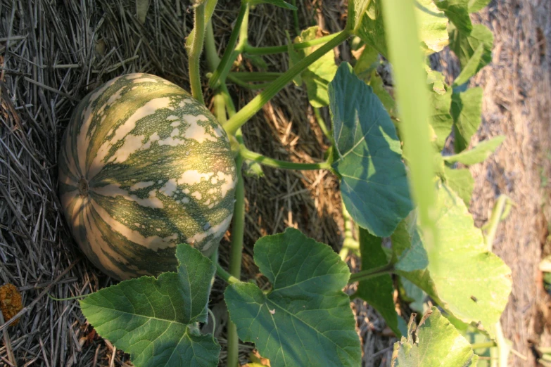 a watermelon sitting in a field with large leaves