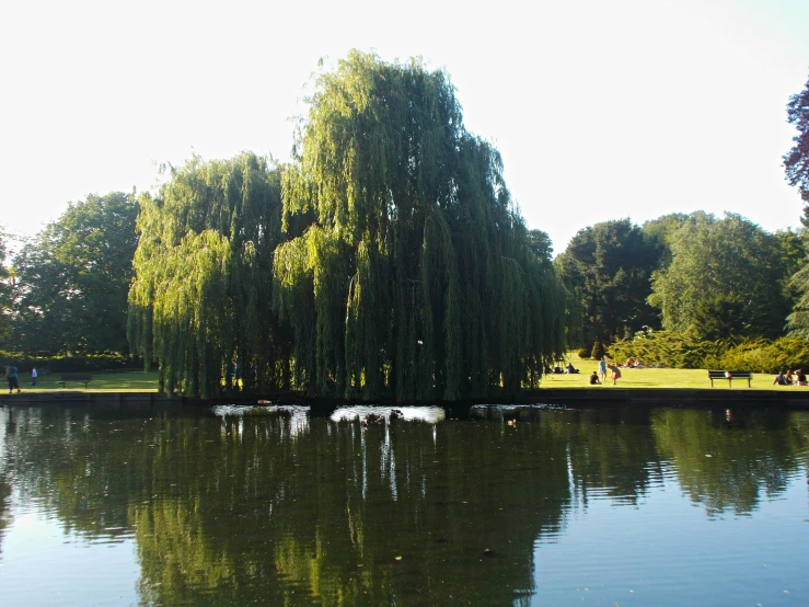 the water is reflecting the trees in the park