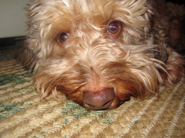 a dog has his head up on the floor