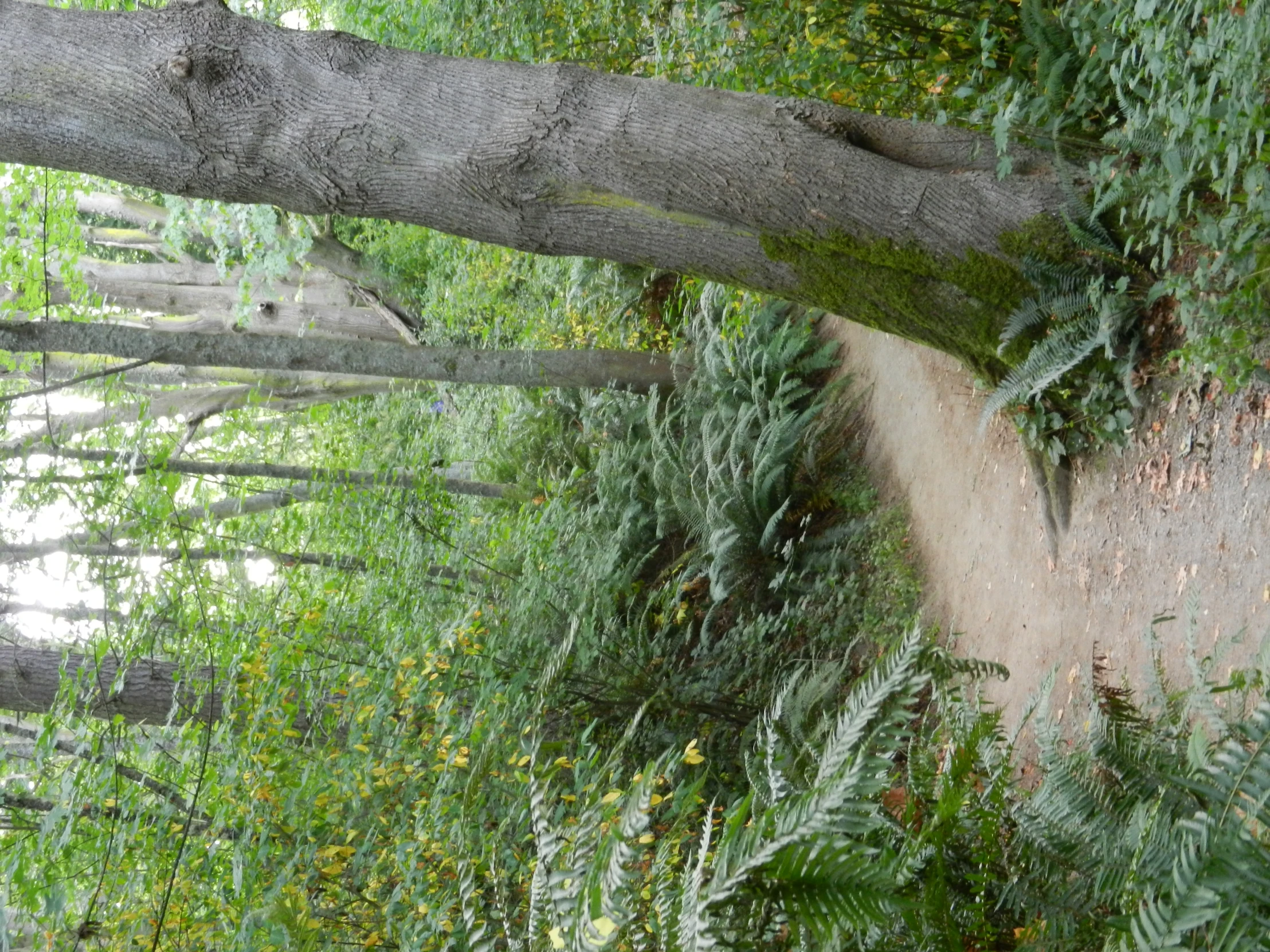 a bench that is sitting under a tree