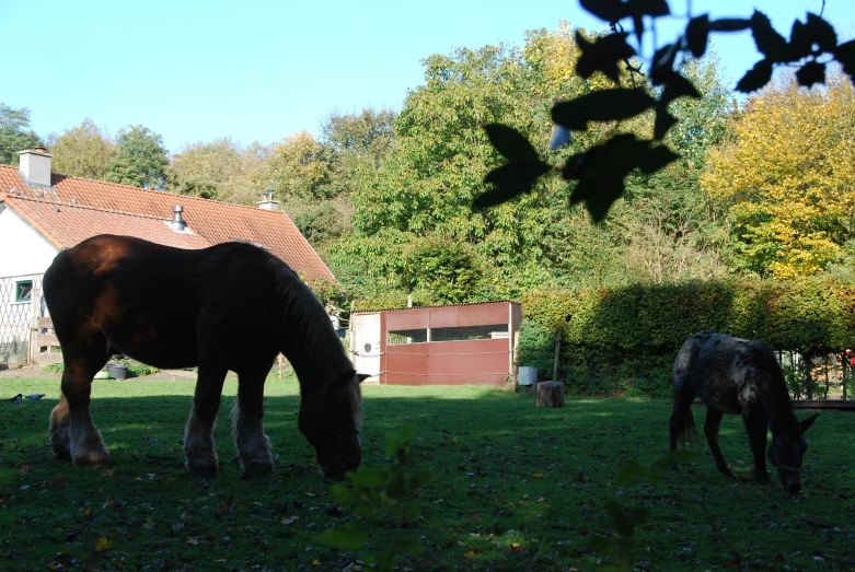 the two horses are grazing on the grass in front of the barn