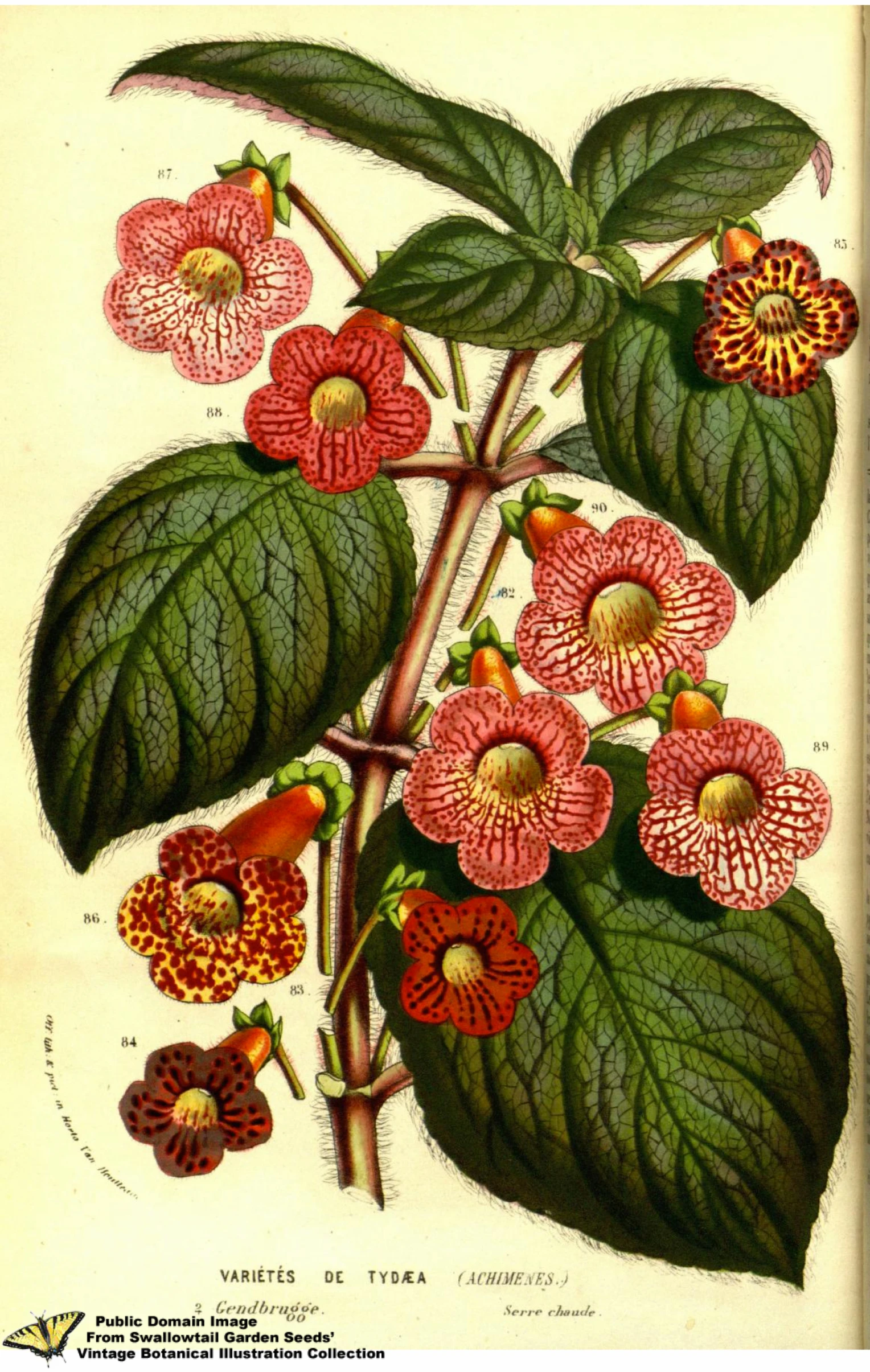 an illustration shows different types of flowers