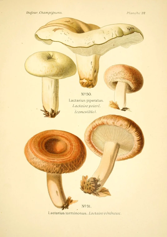 some different types of mushrooms are shown in this book